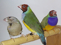 gould5.gif (21834 bytes)