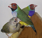 gould7.gif (17042 bytes)