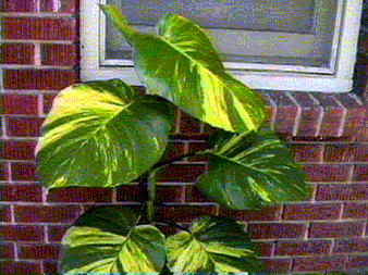 ivy1.gif (50686 bytes)