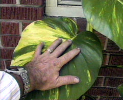 ivy2.jpg (57361 bytes)