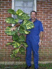 ivy4.gif (37232 bytes)