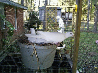 nest1.gif (30540 bytes)