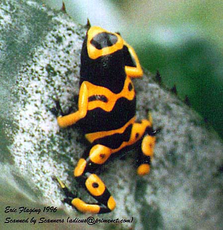 Poison frogs