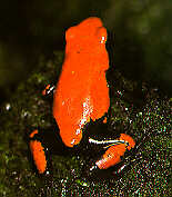Red Frogs