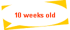 10 weeks old