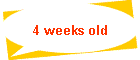 4 weeks old