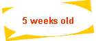 5 weeks old