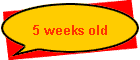 5 weeks old