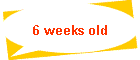 6 weeks old