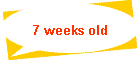 7 weeks old