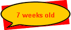 7 weeks old
