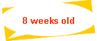 8 weeks old