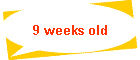 9 weeks old