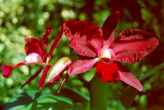 Orchid1.tif (701004 bytes)