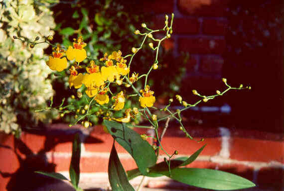 Orchid2.tif (701004 bytes)