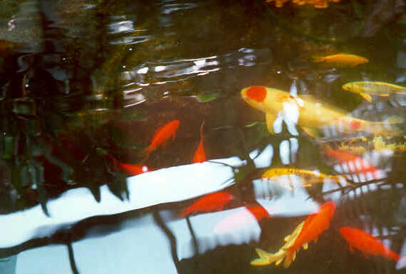 Pond1.jpg (26899 bytes)