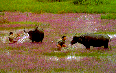 canhdongque1.gif(20808 bytes)