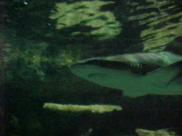 closecal.jpg (36954 bytes)