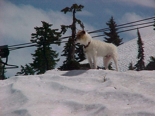 dogwsnow.jpg (46959 bytes)