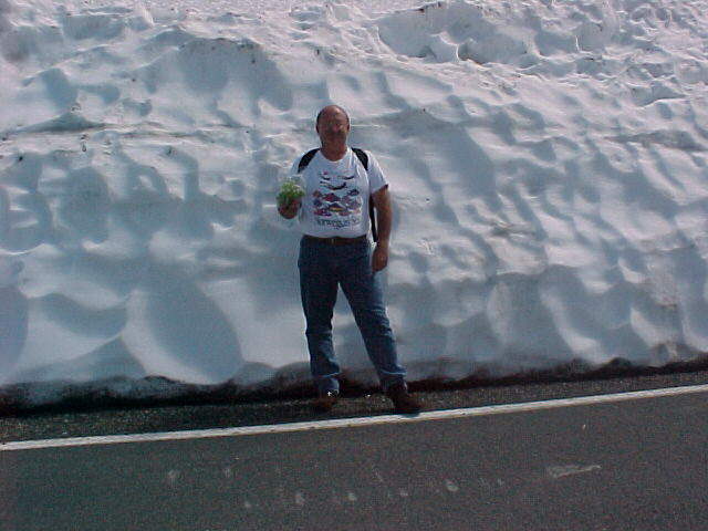 mewsnow.jpg (43790 bytes)