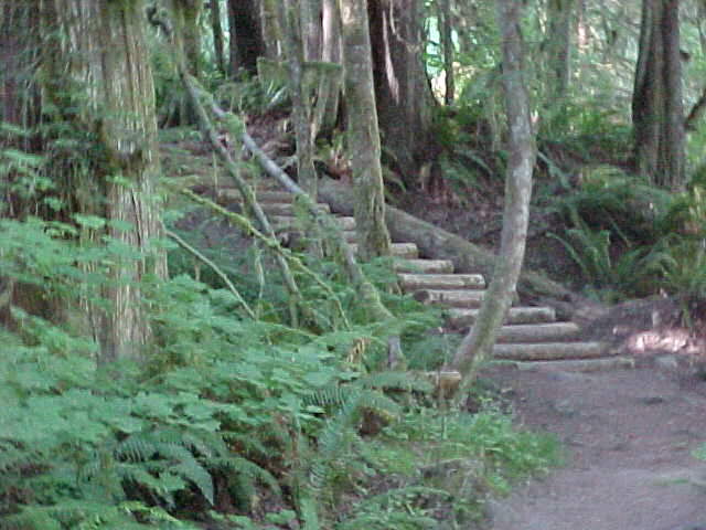 mntwood.jpg (49927 bytes)