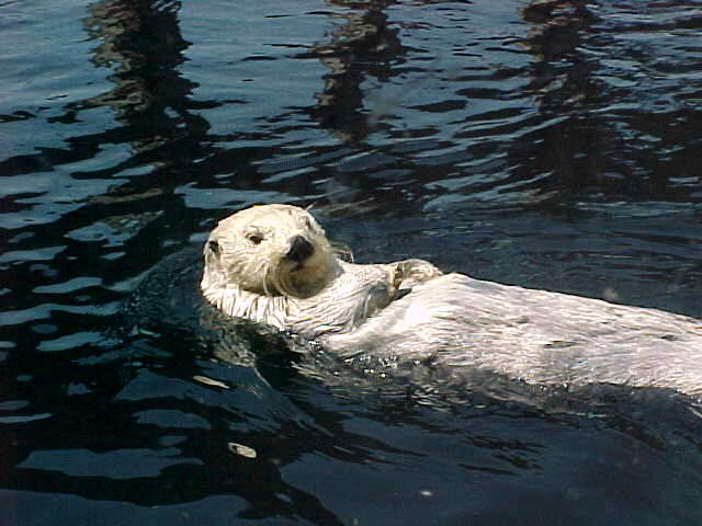 otter1.jpg (45056 bytes)