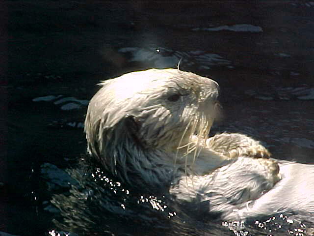 otter2.jpg (34854 bytes)