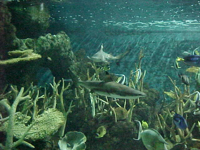 sharks.jpg (52750 bytes)