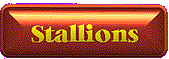 stallions.gif-6K