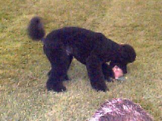 a retrieve!
