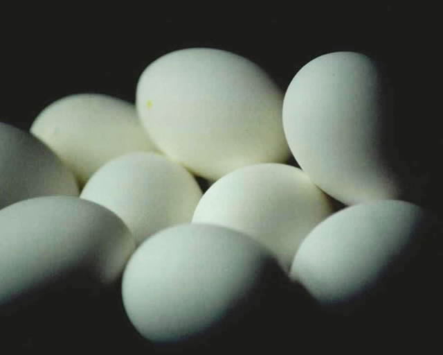 9 eggs.jpg (17308 bytes)