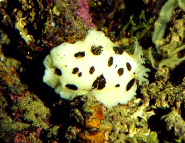 Peltodoris atromaculata