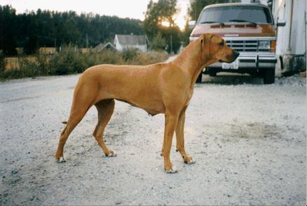 Azizi