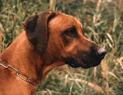 Murphy