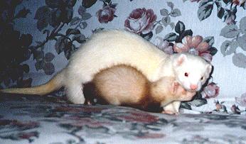 Bizzy and baby Frankie