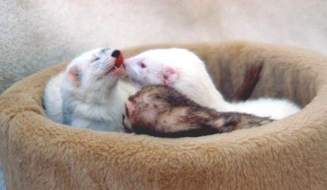 Three ferrets in a basket