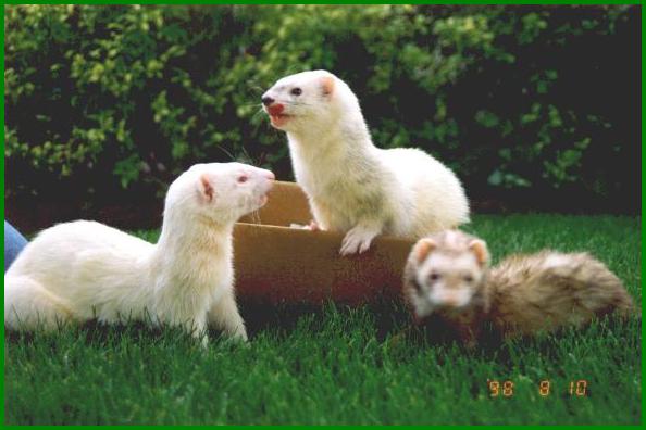 Buckwheat, Alfalfa and Spanky