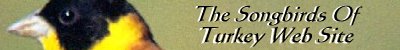 400x50 songbirds banner