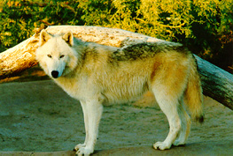 Timber Wolf