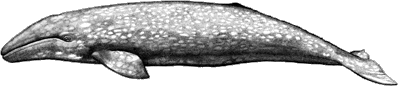 gray whale
