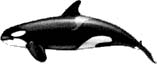 killer whale