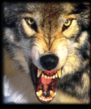 Sentry from the Everlasting Heart Territory