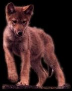 Pup from the New Everlasting Heart Territory' Learner pack