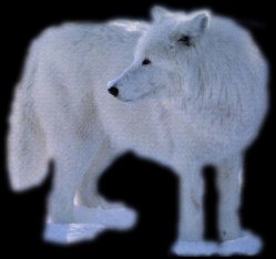 Glacier, Host of the Clans from the New Everlasting Heart Territory' Learner pack