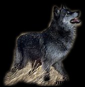 A Darkwolf