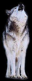 A Gray and White Wolf Howling