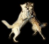 Two Talker Wolves Playing