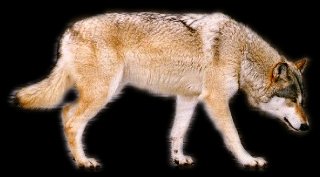 Walking Wolf