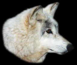 A White Wolf