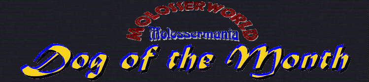 Molosserworld's Dog of the Month